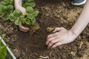 Gardener hands planting strawberry