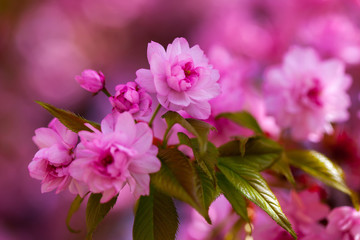 Pink flowers blossom