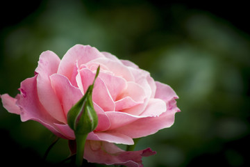 Pink Rose Flower