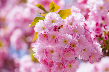 Pink flowers in blossom