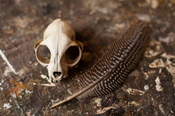 Still life. Cat's skull and a quill on gray sloppy surface
