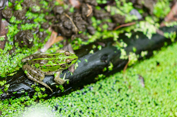 流木の上のトウキョウダルマガエル