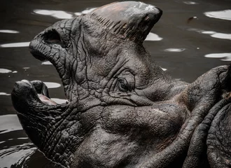 Photo sur Plexiglas Rhinocéros 水浴びするサイのアクビ