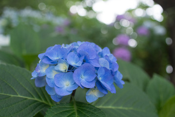 アジサイ