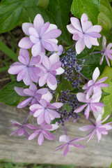 薄紫色のアジサイ