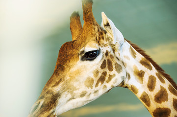 giraffe