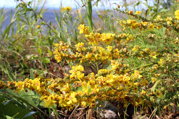 Fototapeta premium Flowering shrubs on the banks of the river. Цветущий кустарник на берегу реки.