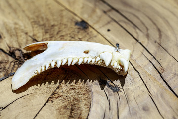 Jawbone of an animal with strange and dangerous teeth, with a fly over it, on wooden background © Alonso Aguilar