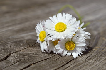 Fototapeta na wymiar white daisy flower on wood bench