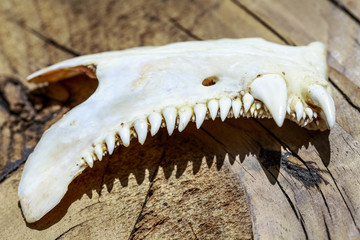 Jawbone of animal with ferocious and strange teeth, over wood © Alonso Aguilar