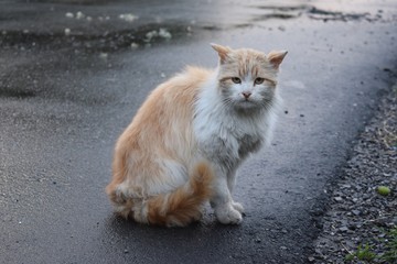 cat walking on the street