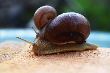 snails walking around