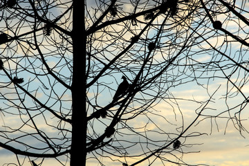 cote atlantique française
