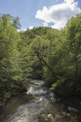 Fototapeta na wymiar River in the forest