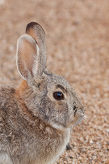 Cute Baby Cottontail Rabbit