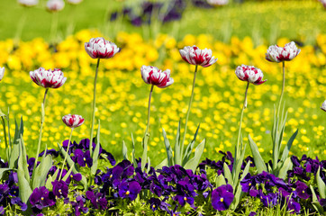 Blooming flowerbed with red and white tulips and pancies flowers in Mirabell Gardens. Spring or summer flower garden. Nature colorful background. 