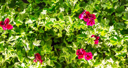 Flowers round the fence