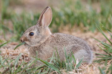 Naklejka na ściany i meble Cute Baby Cottontail Rabbit Eating Grass