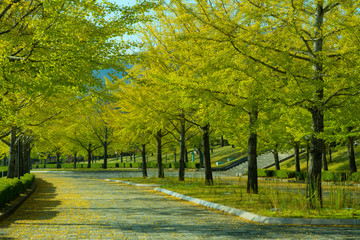 Naklejka premium 銀杏並木