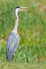 Graureiher (Ardea cinerea) an einem warmen Tag am Teich