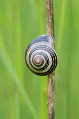 Schnirkelschnecke (Helicidae) an einer Pflanze auf einer Wiese