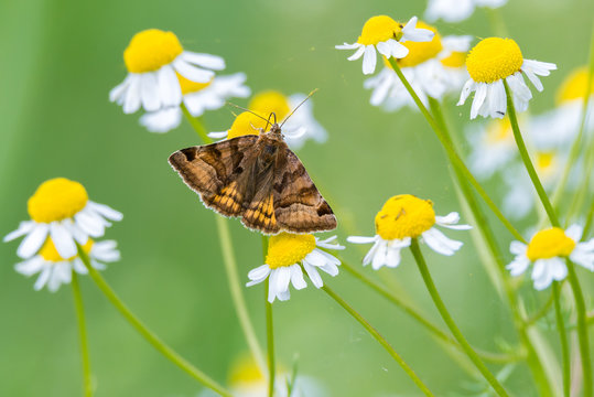 Braune Tageule (Gonospileia glyphica) an einer Bl&uuml;te auf einer Wildblumenwiese