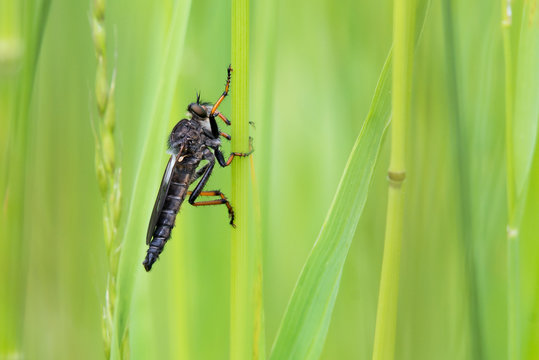 Alabasterfliege (Pamponerus germanicus) gro&szlig;e Raubfliege