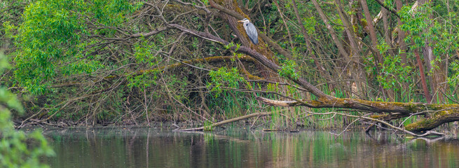 Graureiher (Ardea cinerea) auf einem Baum am Tümpel