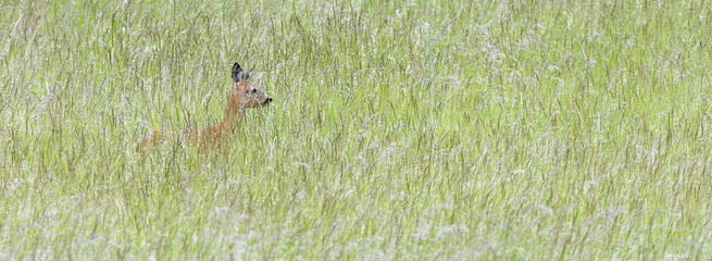 Reh (Capreolus capreolus) auf einer Wiese am Waldrand