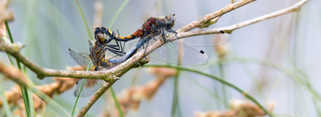 Große Moosjungfer (Leucorrhinia pectoralis) Pärchen bei der Paarung als Paarungsrad