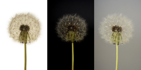collage of white dandelion on three different backgrounds