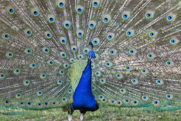 Obraz premium peacock strutting his stuff