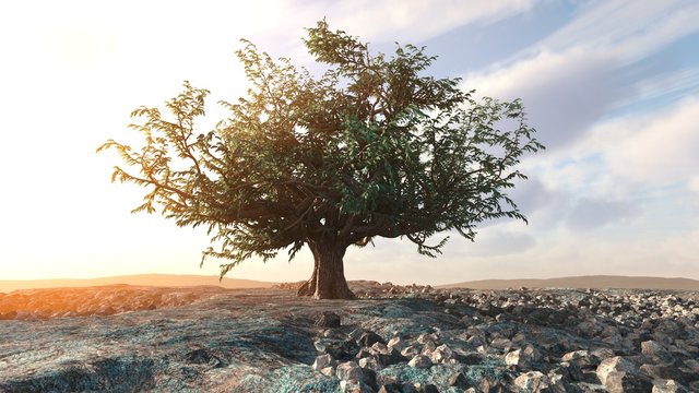 A single tree left in a desert rock landscape conceptual background