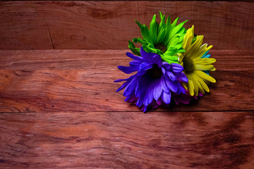 Colorfully Vibrant Dyed Daisy Flowers