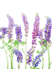 Fototapeta premium Lupine Wildflower Stocks On White Background