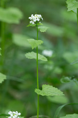Garlic mustard, Alliaria petiolata