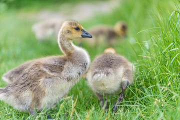 Kanadagans-Küken (Branta canadensis)
