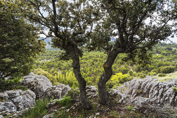 Fototapeta na wymiar Two young trees grow on the rock. Granada, Andalucía, Spain, Europe, 