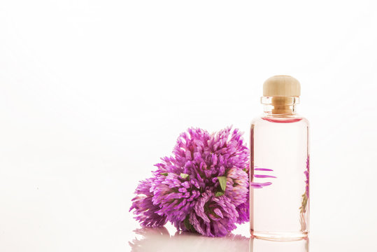 Essence Of Red Clover Flowers Isolated