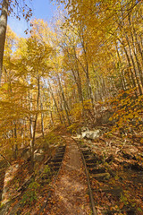 Old Railway in the Fall Forest