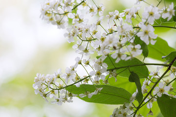 Blooming bird cherry, Prunus padus