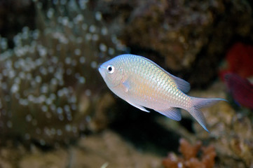 Green chromis (Chromis viridis)