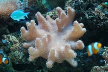 Obraz premium Coral (Sarcophyton sp.)