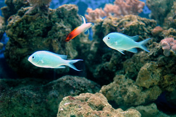 Green chromis (Chromis viridis)