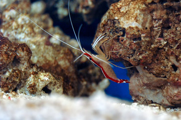 Pacific cleaner shrimp (Lysmata amboinensis)