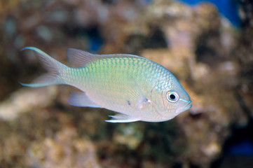 Green chromis (Chromis viridis)