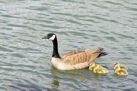 Female, mother Canada goose, scientific name Branta canadensis, swimming with her goslings in the Bay