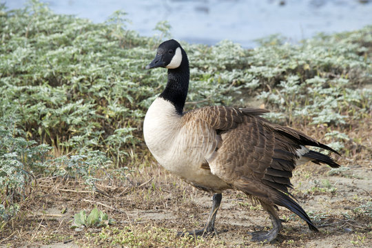 Canada goose, scientific name Branta canadensis, with a broken left wing. Birds have hallow bones, and they heal quickly, so broken wings not set properly render the bird flightless for life.