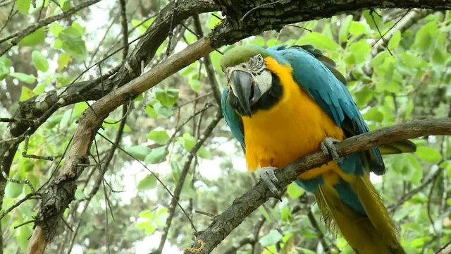  Beautiful colorful parrot-on The tree