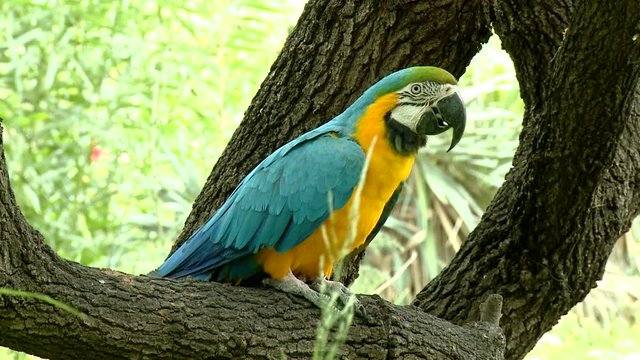 Beautiful colorful parrot-on The tree